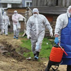 В Воронежской области зафиксирован крупный очаг  африканской чумы.