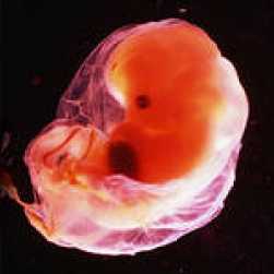 Легочные клетки курильщиков похожи на клетки эмбрионов